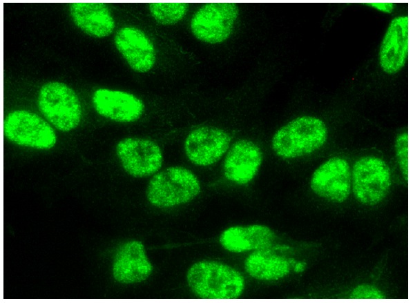 AKAP 95 (R-146): sc-10766. Immunofluorescence staining of formalin-fixed HepG2 cells showing nuclear localization.