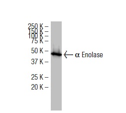 α Enolase (L-27): sc-100812. Western blot analysis of α Enolase expression in MCF7 whole cell lysate.