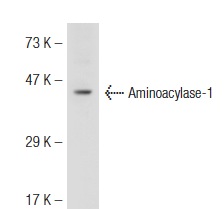 Aminoacylase-1 (L-19): sc-55060. Western blot analysis of Aminoacylase-1 expression in K-562 whole cell lysate.