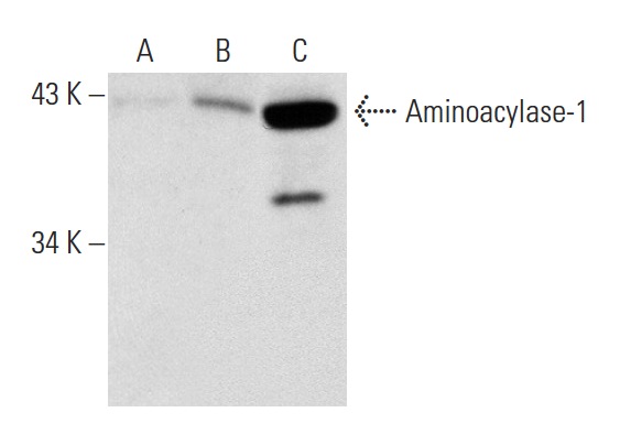 Aminoacylase-1 (L-19): sc-55060. Western blot analysis of Aminoacylase-1 expression in non-transfected 293: sc-110760 (A), human Aminoacylase-1 transfected 293: sc-176630 (B) and K-562 (C) whole cell lysates.