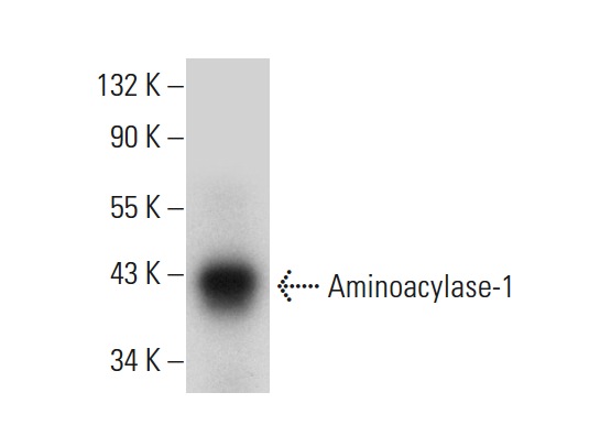 Aminoacylase-1 (L-19): sc-55060. Western blot analysis of Aminoacylase-1 expression in human kidney tissue extract.