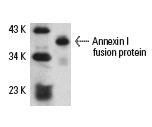 Annexin I (H-65): sc-11387. Western blot analysis of human recombinant Annexin I fusion protein.