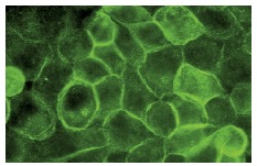 Annexin II (3D5): sc-47696. Immunofluorescence staining of methanol-fixed HeLa cells showing membrane localization.