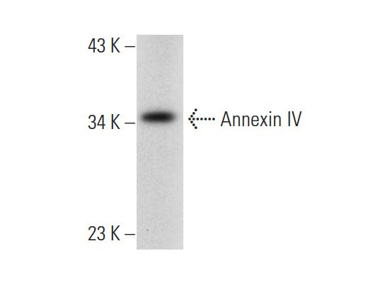 Annexin IV (D-2): sc-46693. Western blot analysis of Annexin IV expression in RAW 264.7 whole cell lysate.