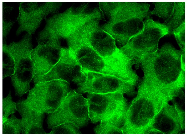 Annexin A13 (H-1): sc-377327. Immunofluorescence staining of methanol-fixed HeLa cells showing membrane and cytoplasmic localization.