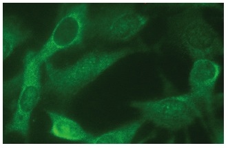 Apg-1 (D-12): sc-133253. Immunofluorescence staining of methanol-fixed NIH/3T3 cells showing cytoplasmic localization.
