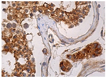 Apg-1 (D-12): sc-133253. Immunoperoxidase staining of formalin fixed, paraffin-embedded human testis tissue showing cytoplasmic staining of cells in seminiferous tubules and Leydig cells.
