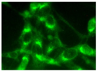 ARFGAP2 (F-11): sc-377049. Immunofluorescence staining of methanol-fixed NIH/3T3 cells showing cytoplasmic localization.