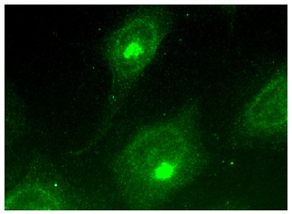 ARFGAP2 (F-11): sc-377049. Immunofluorescence staining of methanol-fixed HeLa cells showing Golgi apparatus and cytoplasmic localization.