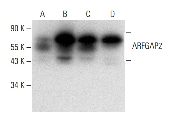 ARFGAP2 (F-11): sc-377049. Western blot analysis of ARFGAP2 expression in Hep G2 (A), Ramos (B), RT-4 (C) and U-251-MG (D) whole cell lysates.