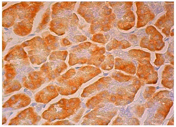 ARFGAP1/2/3 (F-3): sc-390955. Immunoperoxidase staining of formalin fixed, paraffin-embedded human pancreas tissue showing cytoplasmic staining of exocrine glandular cells.