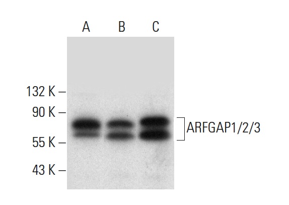 ARFGAP1/2/3 (F-3): sc-390955. Western blot analysis of ARFGAP1/2/3 expression in Ramos (A), RT-4 (B) and U-251-MG (C) whole cell lysates.