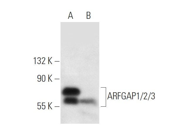 ARFGAP1/2/3 (F-3): sc-390955. Western blot analysis of ARFGAP1/2/3 expression in HeLa (A) and ZR-75-1 (B) whole cell lysates.