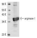 arginase I (N-20): sc-18351. Western blot analysis of arginase I expression in mouse liver tissue extract.
