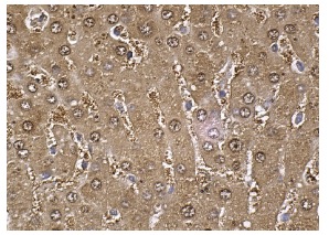 arginase I (N-20): sc-18351. Immunoperoxidase staining of formalin fixed, paraffin-embedded human liver tissue showing nuclear and cytoplasmic staining of hepatocytes.