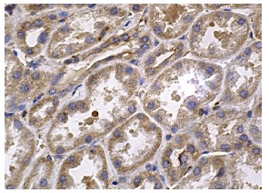 arginase II (P-20): sc-18360. Immunoperoxidase staining of formalin fixed, paraffin-embedded human kidney tissue showing cytoplasmic staining of cells in tubules.