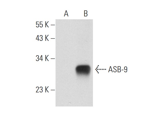 ASB-9 (E-12): sc-166723. Western blot analysis of ASB-9 expression in non-transfected: sc-110760 (A) and human ASB-9 transfected: sc-113269 (B) 293 whole cell lysates.