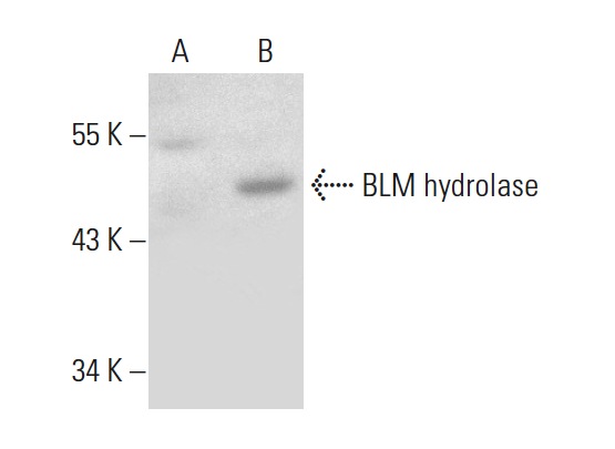 BLM hydrolase (A-19): sc-79876. Western blot analysis of BLM hydrolase expression in non-transfected: sc-117752 (A) and mouse BLM hydrolase transfected: sc-125058 (B) 293T whole cell lysates.
