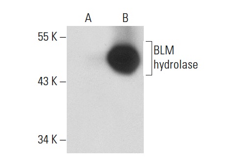 BLM hydrolase (H-300): sc-68888. Western blot analysis of BLM hydrolase expression in non-transfected: sc-117752 (A) and mouse BLM hydrolase transfected: sc-125058 (B) 293T whole cell lysates.