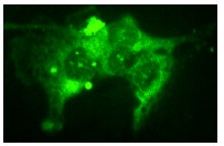Neuregulin-1β1/3/GGF2 (C-20): sc-347. Immunofluorescence staining of methanol-fixed MDA-MB-231 cells showing cytoplasmic localization.