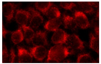 Neuregulin-1β1/3/GGF2 (C-20): sc-347. Immunofluorescence staining of methanol-fixed HeLa cells showing cytoplasmic localization.