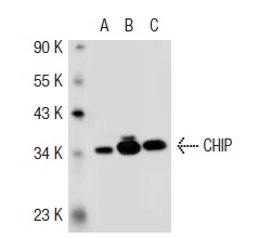 CHIP (H-231): sc-66830. Western blot analysis of CHIP expression in non-transfected 293T: sc-117752 (A), mouse CHIP transfected 293T: sc-119227 (B) and HEK293 (C) whole cell lysates.