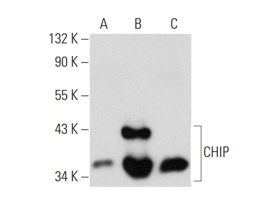 CHIP (H-231): sc-66830. Western blot analysis of CHIP expression in non-transfected 293T: sc-117752 (A), human CHIP transfected 293T: sc-170019 (B) and HeLa (C) whole cell lysates.