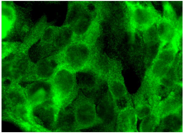 CIP4 (F-10): sc-166810. Immunofluorescence staining of formalin-fixed HepG2 cells showing cytoplasmic and membrane localization.