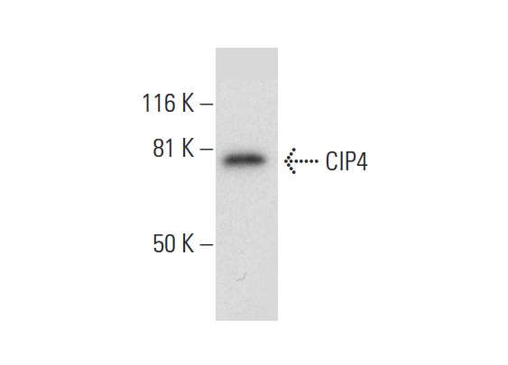 CIP4 (F-10): sc-166810. Western blot analysis of CIP4 expression in JAR whole cell lysate.