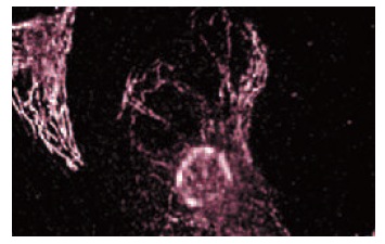 CIP4 (21): sc-135868. Immunofluorescence staining of NRK cells showing cytoskeletal localization.