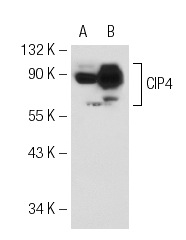 CIP4 (21): sc-135868. Western blot analysis of CIP4 expression in non-transfected: sc-117752 (A) and mouse CIP4 transfected: sc-119268 (B) 293T whole cell lysates.