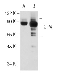 CIP4 (21): sc-135868. Western blot analysis of CIP4 expression in non-transfected: sc-117752 (A) and human CIP4 transfected: sc-173520 (B) 293T whole cell lysates.