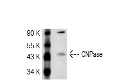 CNPase (E-18): sc-22430. Western blot analysis of CNPase expression in mouse brain tissue extract.