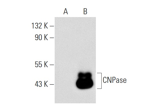 CNPase (B-9): sc-166254. Western blot analysis of CNPase expression in non-transfected: sc-117752 (A) and human CNPase transfected: sc-114746 (B) 293T whole cell lysates.