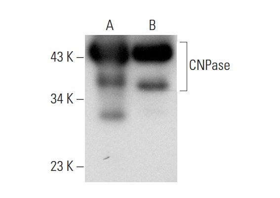 CNPase (B-9): sc-166254. Western blot analysis of CNPase expression in mouse brain (A) and rat brain (B) tissue extracts.
