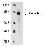 Cortactin (A-4): sc-55578. Western blot analysis of Cortactin expression in HeLa whole cell lysate.