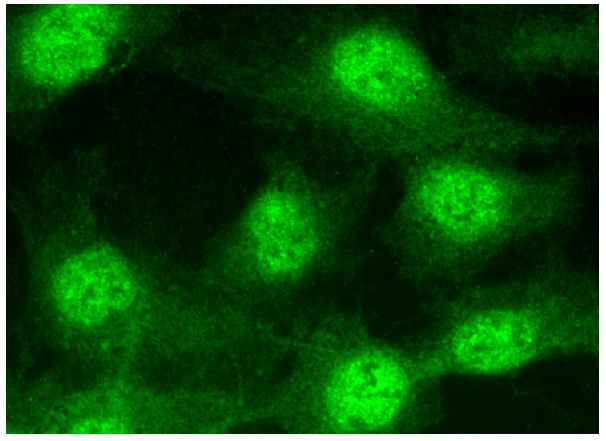 Cyclophilin 40 (H-185): sc-66848. Immunofluorescence staining of formalin-fixed HepG2 cells showing nuclear and cytoplasmic localization.