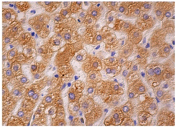 CYP1A2 (3B8C1): sc-53614. Immunoperoxidase staining of formalin fixed, paraffin-embedded human liver tissue showing cytoplasmic staining of hepatocytes.