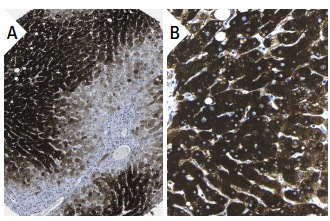 CYP1A2 (D15): sc-53241. Immunoperoxidase staining of formalin fixed, paraffin-embedded human liver tissue showing cytoplasmic staining of hepatocytes at low (A) and high (B) magnification. Kindly provided by The Swedish Human Protein Atlas (HPA) program.