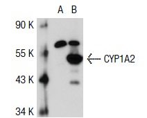CYP1A2 (D15): sc-53241. Western blot analysis of CYP1A2 expression in non-transfected: sc-117752 (A) and mouse CYP1A2 transfected: sc-119564 (B) 293T whole cell lysates.