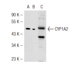CYP1A2 (D15): sc-53241. Western blot analysis of CYP1A2 expression in non-transfected: sc-117752 (A) and mouse CYP1A2 transfected: sc-119565 (B) 293T whole cell lysates and mouse liver tissue extract (C).