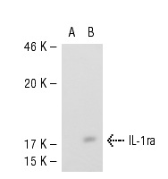 IL-1ra (C-20): sc-8480. Western blot analysis of IL-1ra expression in non-transfected: sc-117752 (A) and mouse IL-1ra transfected: sc-127004 (B) 293T whole cell lysates.
