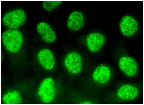 DcpS (A-12): sc-393226. Immunofluorescence staining of methanol-fixed HeLa cells showing nuclear localization.