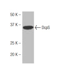 DcpS (H4-32): sc-130451. Western blot analysis of DcpS expression in HeLa whole cell lysate.