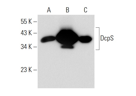 DcpS (H4-32): sc-130451. Western blot analysis of DcpS expression in non-transfected: sc-117752 (A) and mouse DcpS transfected: sc-119688 (B) 293T whole cell lysates and HeLa nuclear extract (C).