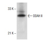 DDAH II (H-85): sc-32859. Western blot analysis of DDAH II expression in mouse brain tissue extract.