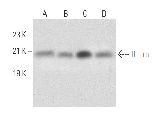 IL-1ra (C-20): sc-8480. Western blot analysis of IL-1ra expression in A-431 (A), THP-1 (B), LPS treated THP-1 (C) and human PBL (D) whole cell lysates.
