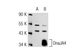 DnaJA4 (LL2): sc-100714. Western blot analysis of DnaJA4 expression in non-transfected: sc-117752 (A) and mouse DnaJA4 transfected: sc-119795 (B) 293T whole cell lysates.