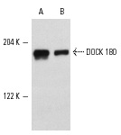 DOCK 180 (H-4): sc-13163. Western blot analysis of DOCK 180 expression in H4 (A) and HeLa (B) whole cell lysates.