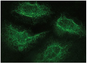 IL-1ra (H-110): sc-25444. Immunofluorescence staining of methanol-fixed HeLa cells showing membrane localization.